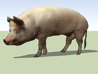 现代<em>猪</em>模型su模型