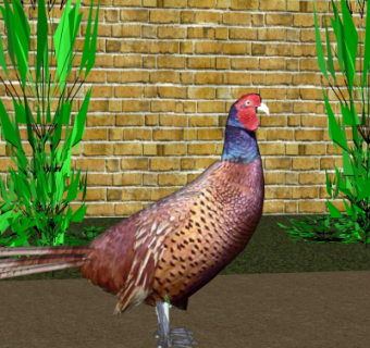 现代母鸡su模型