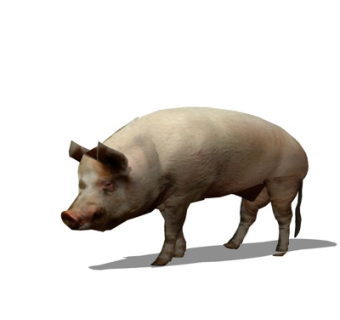 现代野猪su模型