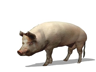 现代野猪su模型