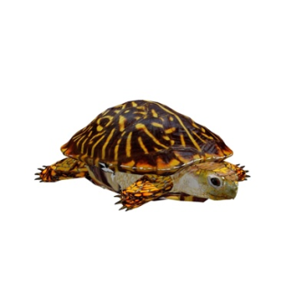 现代陆龟su模型