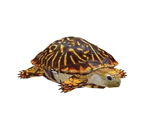 现代陆龟su模型