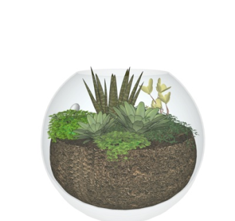 现代玻璃瓶植物盆景su模型