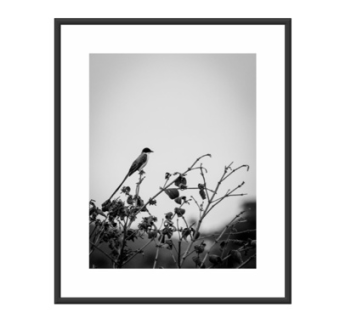 现代小鸟装饰画su模型