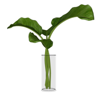 现代玻璃花瓶插花su模型