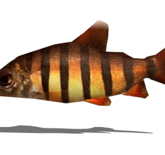 现代鲫鱼su模型