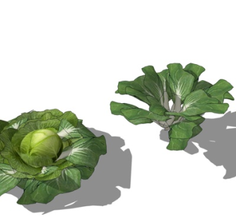 现代白菜su模型