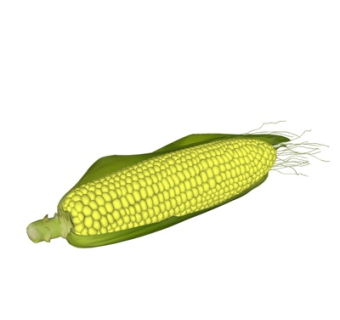 现代玉米su模型