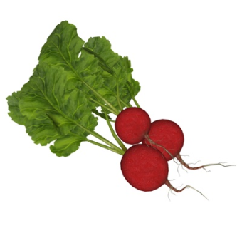 现代萝卜su模型