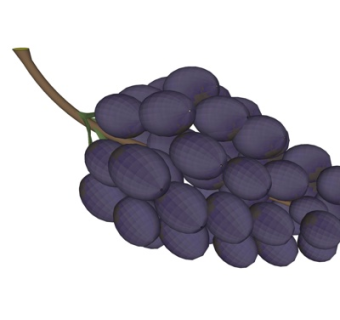 现代葡萄su模型