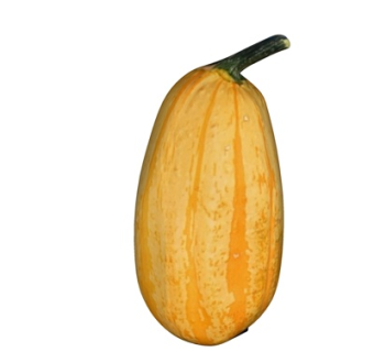 现代南瓜su模型