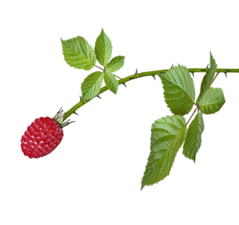 现代草莓蛋糕su模型