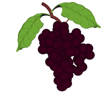 现代葡萄su模型