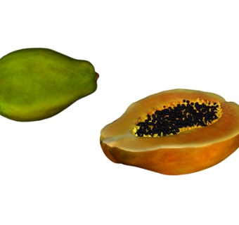 现代木瓜su模型