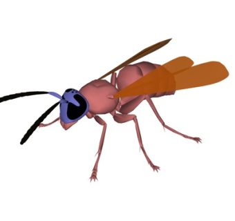 现代蚂蚁su模型