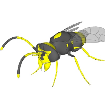 现代苍蝇su模型