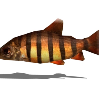 现代九间鱼su模型