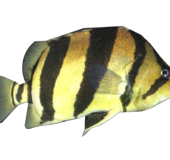 现代泰国虎鱼su模型