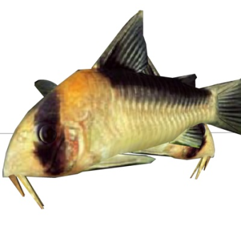 现代鼠鱼su模型