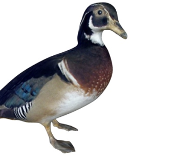 现代鸳鸯su模型