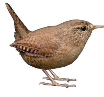 现代冬鹪鹩su模型