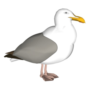 现代海鸥su模型