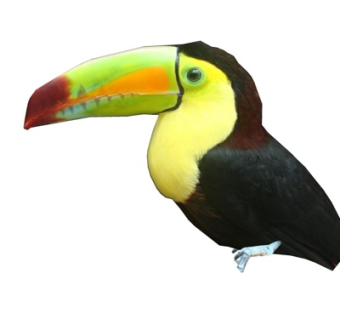 现代巨嘴鸟su模型