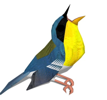 现代橙腹叶鹎su模型