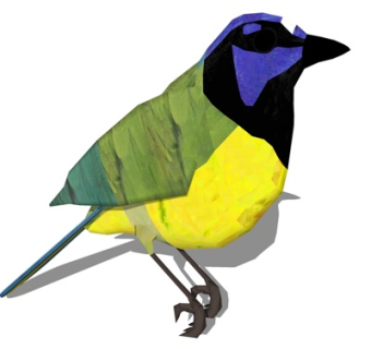 现代橙腹叶鹎su模型