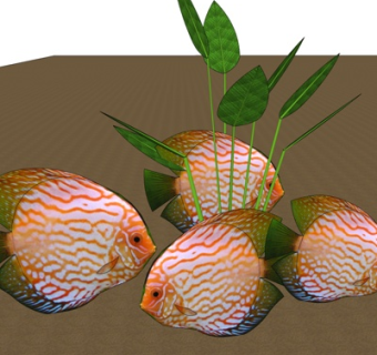 现代七彩神仙鱼su模型