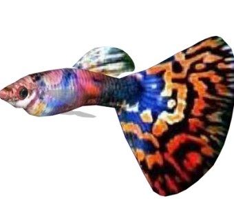 现代孔雀鱼su模型