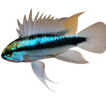 现代三线短鲷su模型