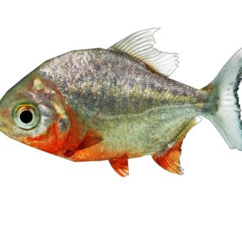 现代淡水白鲳su模型