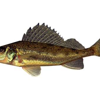 现代鲈鱼su模型