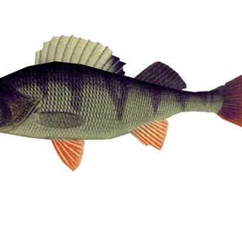 现代河鲈su模型