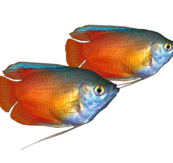 现代神仙鱼su模型