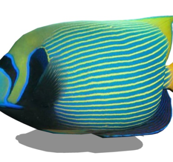 现代海水神仙鱼su模型