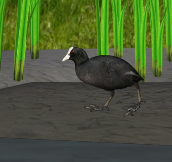 现代骨顶鸡su模型