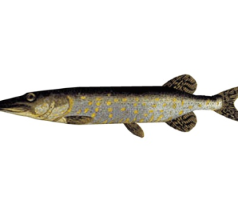 现代狗鱼su模型