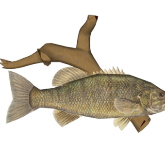 现代黑鲷鱼su模型