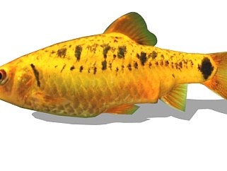现代条纹小鲃鱼su模型