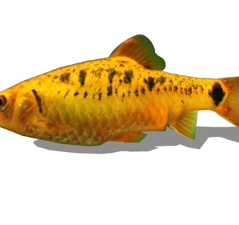 现代条纹小鲃鱼su模型