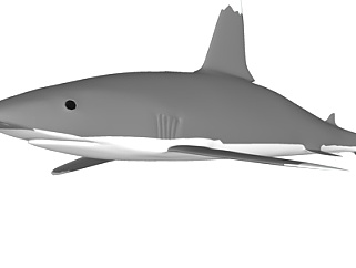 现代白垩刺甲鲨su模型
