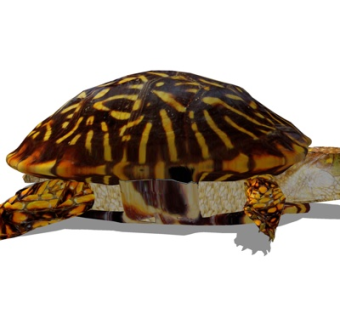 现代海龟su模型