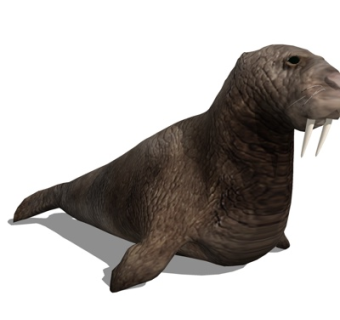 现代海狮su模型