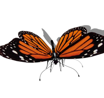 现代虎斑蝶su模型