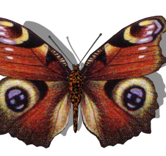 现代蛱蝶su模型