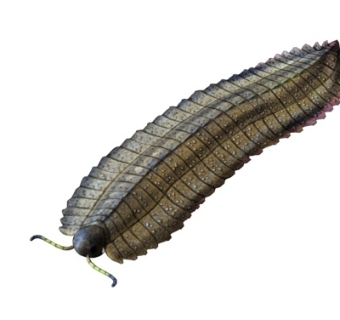 现代奇虾su模型