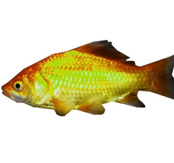 现代鲤鱼su模型