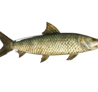 现代鲤鱼su模型